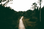 公园小路
