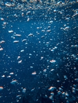 深海鱼