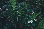花草绿植