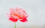 花毛莨