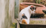 可爱的小花猫