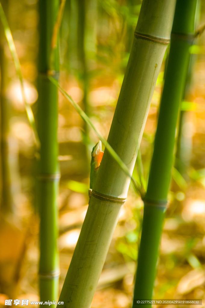 竹林翠竹