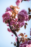 樱花盛开