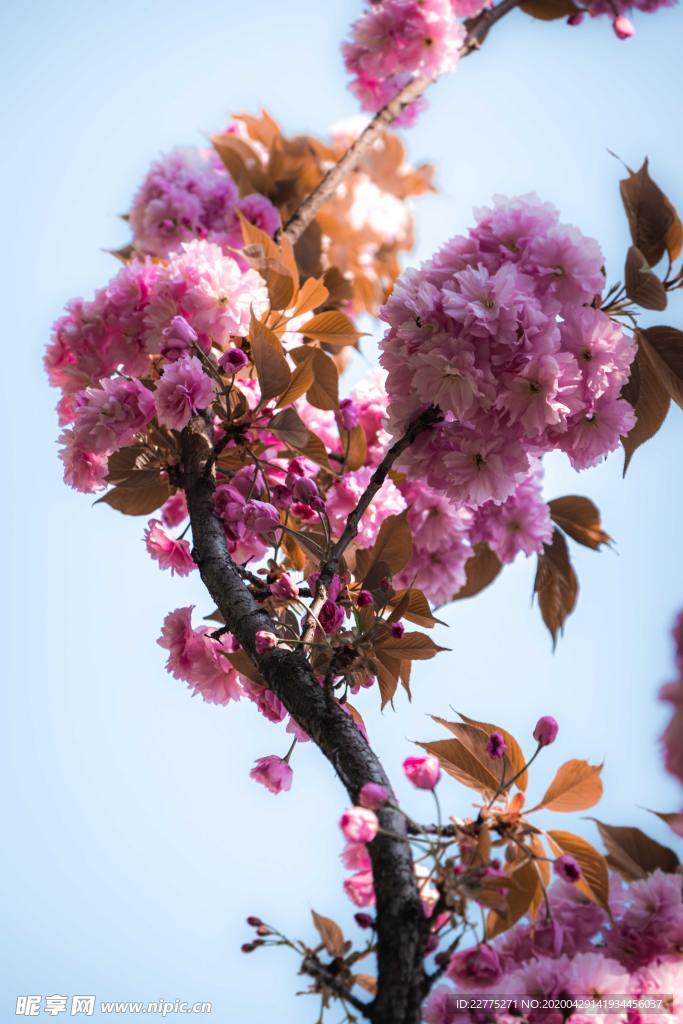 樱花盛开