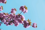 樱花朵朵