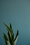 绿植虎尾兰