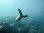海水乌龟