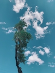 绿树白云