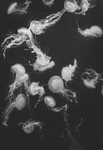 深海白色水母群