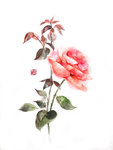 植物花朵绘画素材