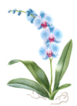 植物花朵绘画素材