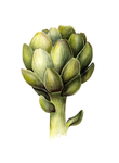 植物花朵绘画素材