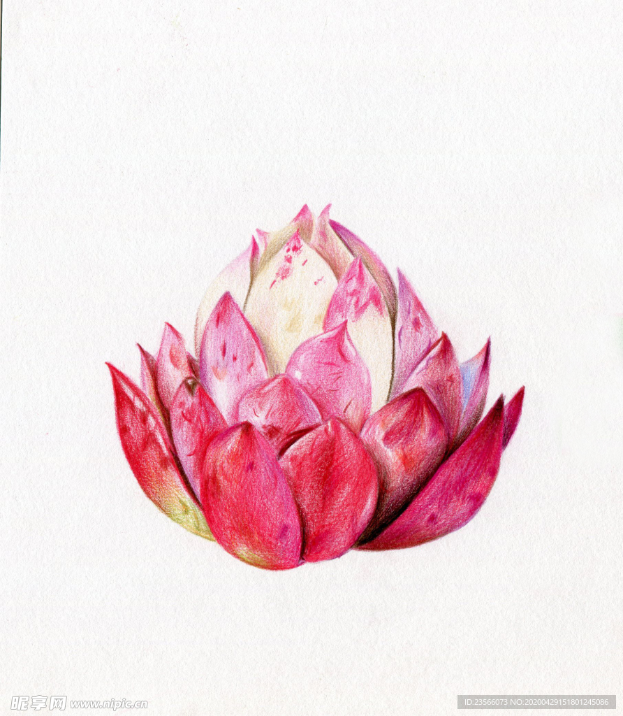 植物花朵绘画素材