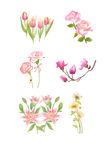 手绘花插画