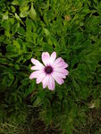 蓝目菊