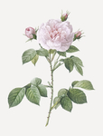 花卉