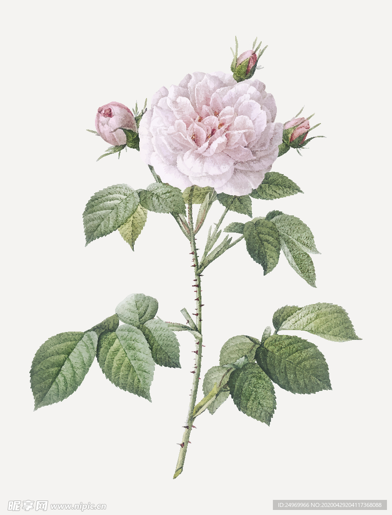 花卉
