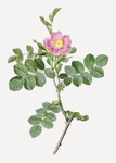 花卉