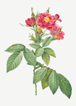花卉