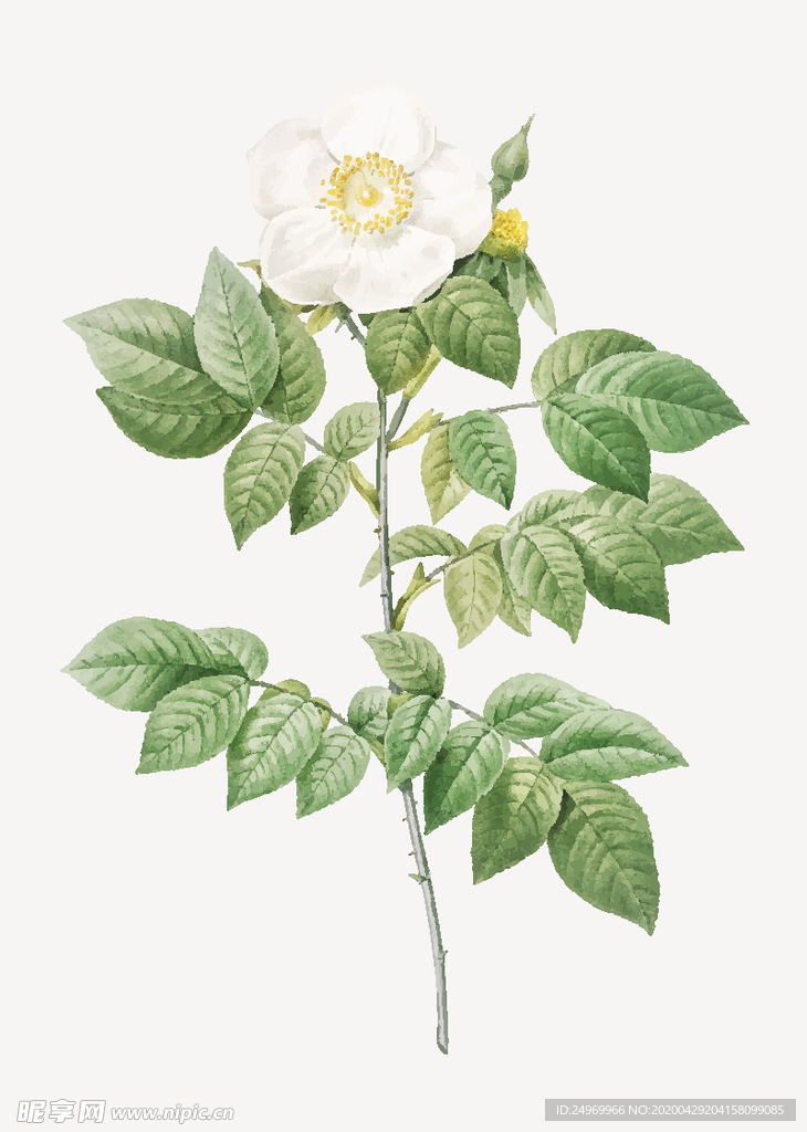 花卉