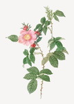 花卉