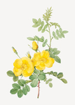 花卉