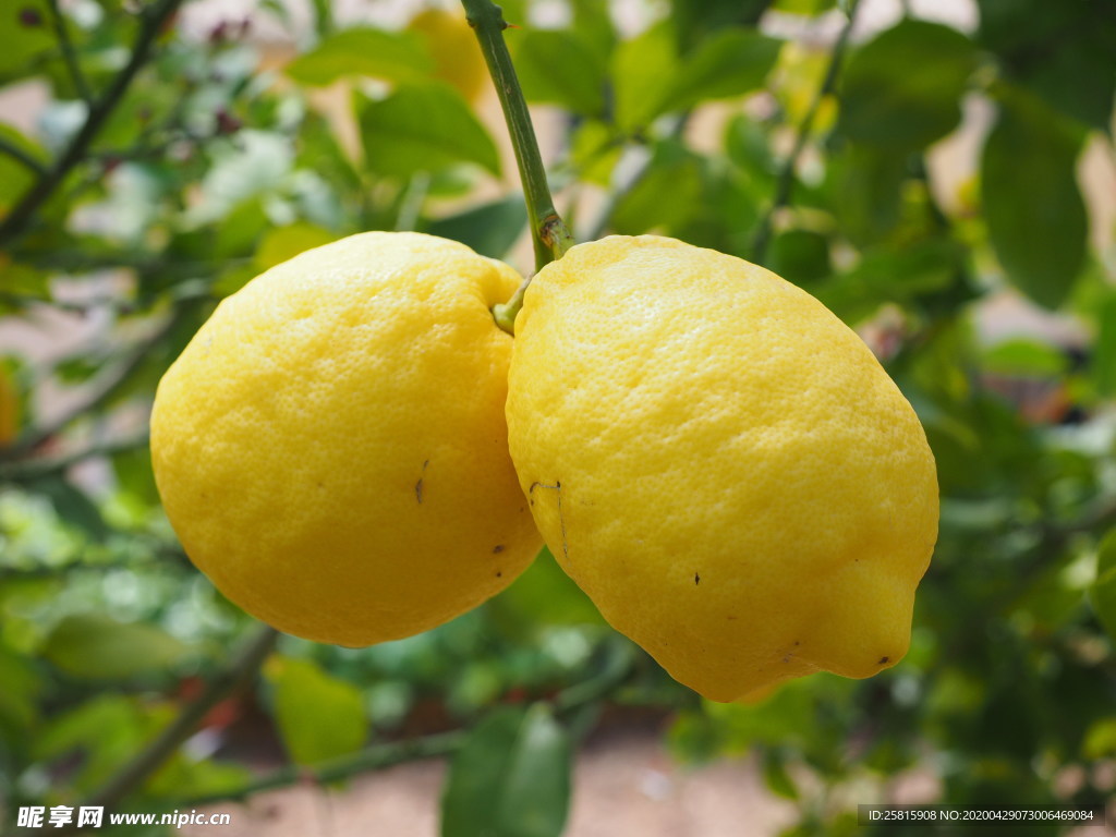 柠檬青檬黄色柠檬图片