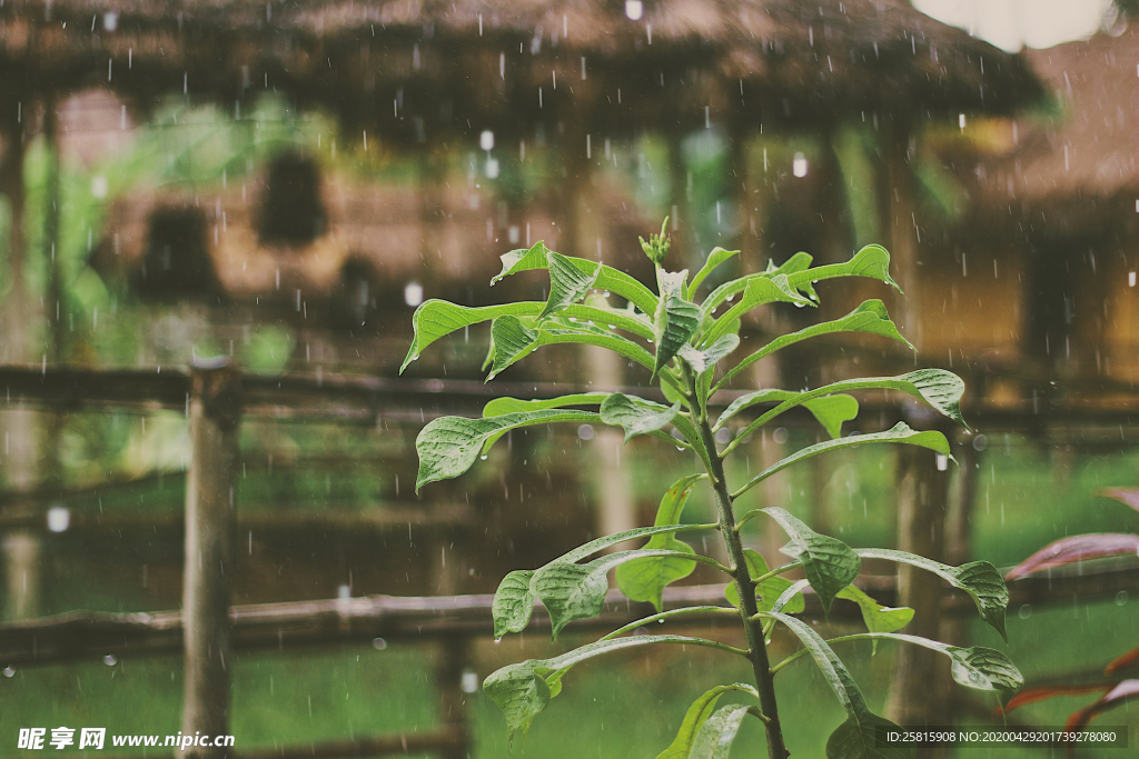 雨中美景水珠积水图片