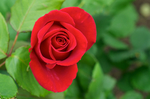玫瑰花月季花图片