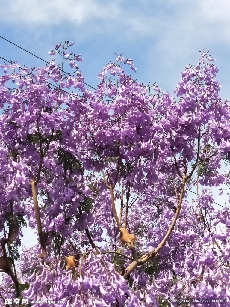 蓝花楹