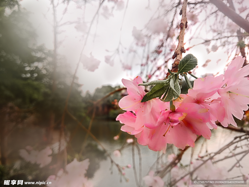 桃花