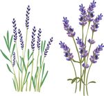 薰衣草