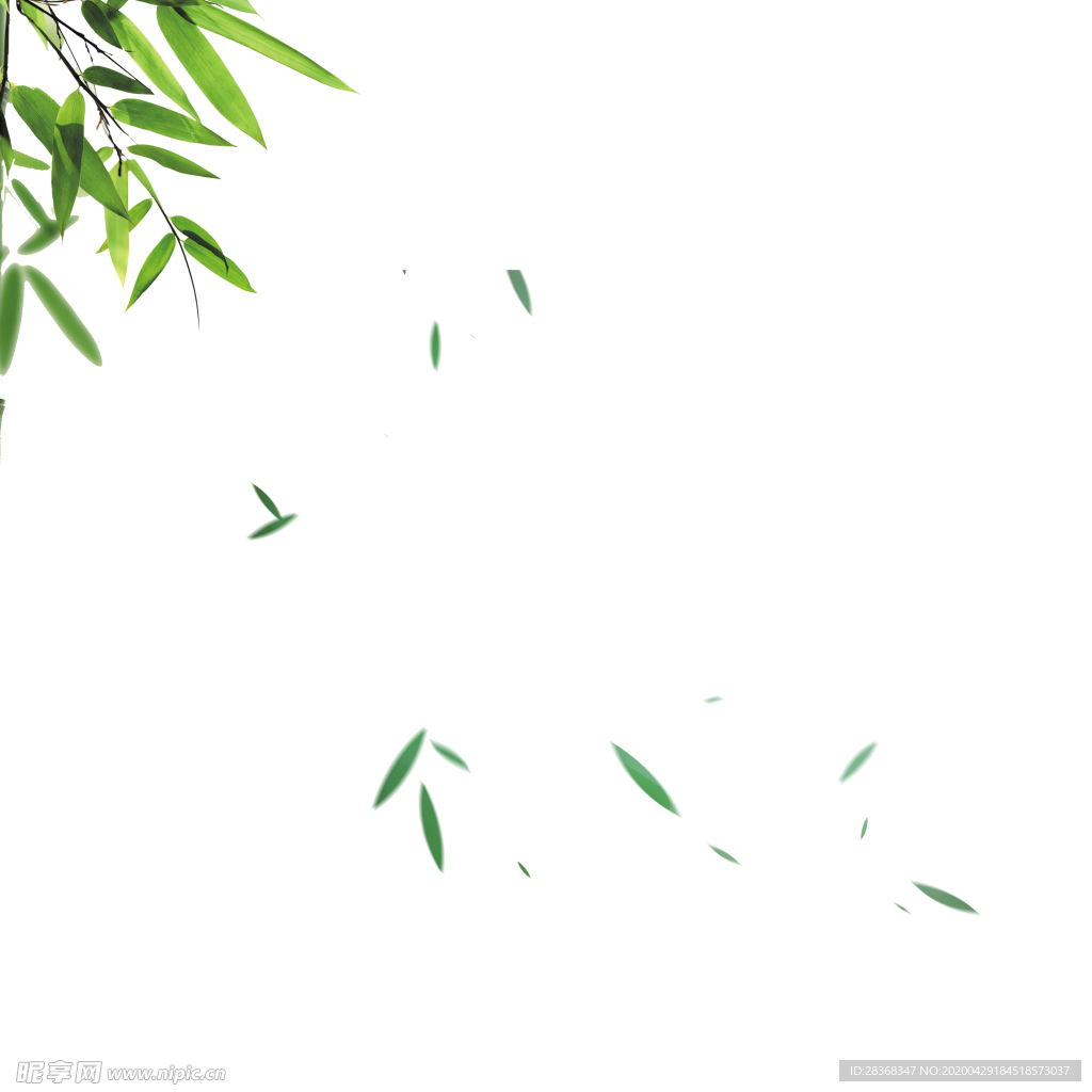 竹子 竹叶