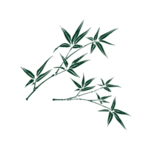 竹子 竹叶
