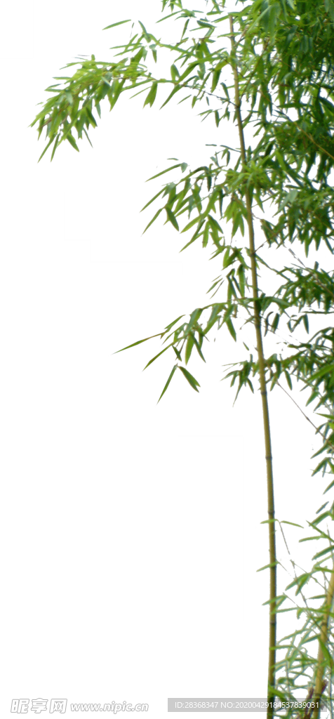 竹子 竹叶