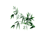 竹子 竹叶