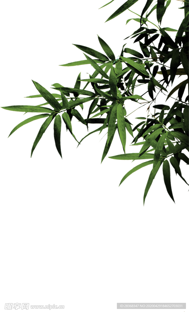 竹子 竹叶
