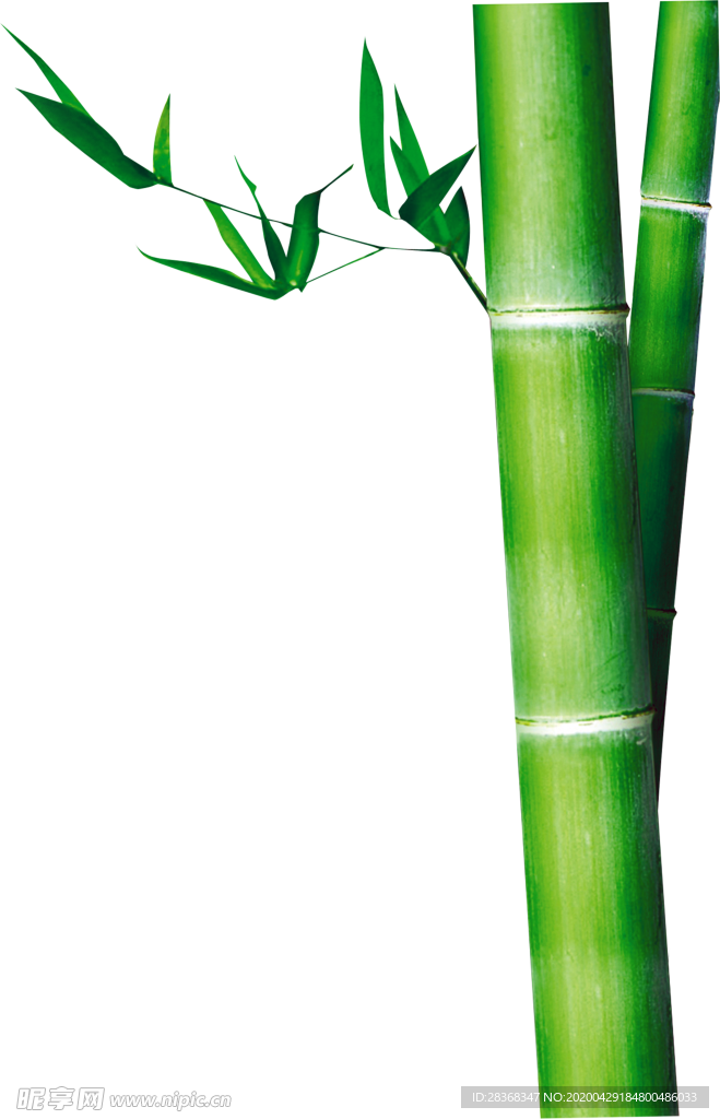 竹子 竹叶