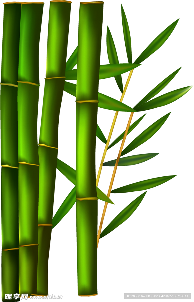 竹子 竹叶