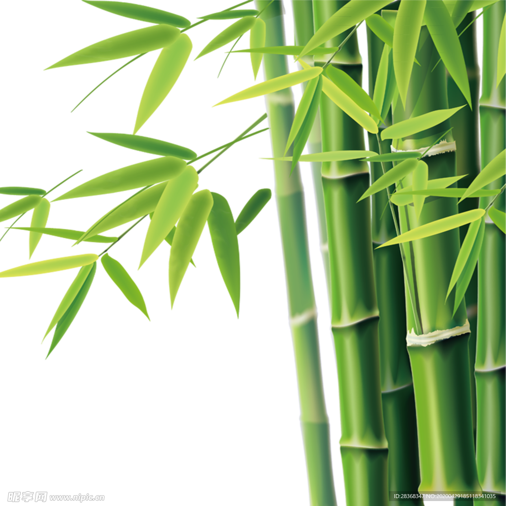 竹子 竹叶