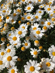 雏菊