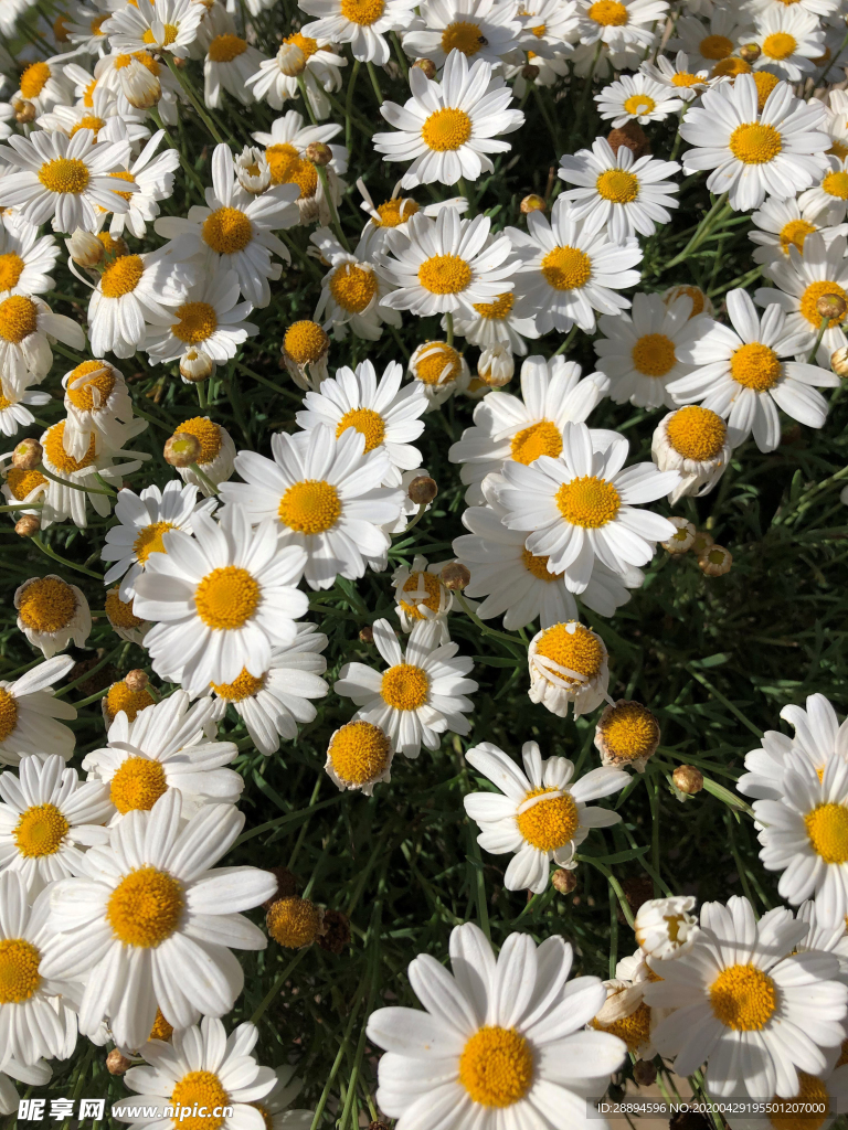 雏菊