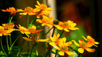 鲜花