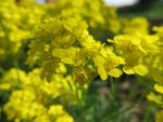 鲜花