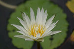 莲花