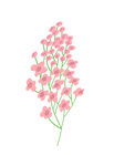 花枝