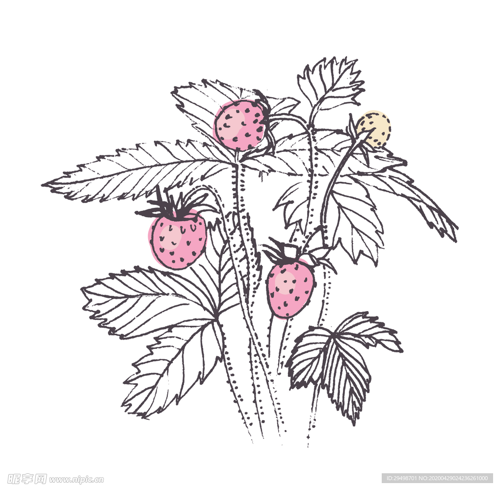植物
