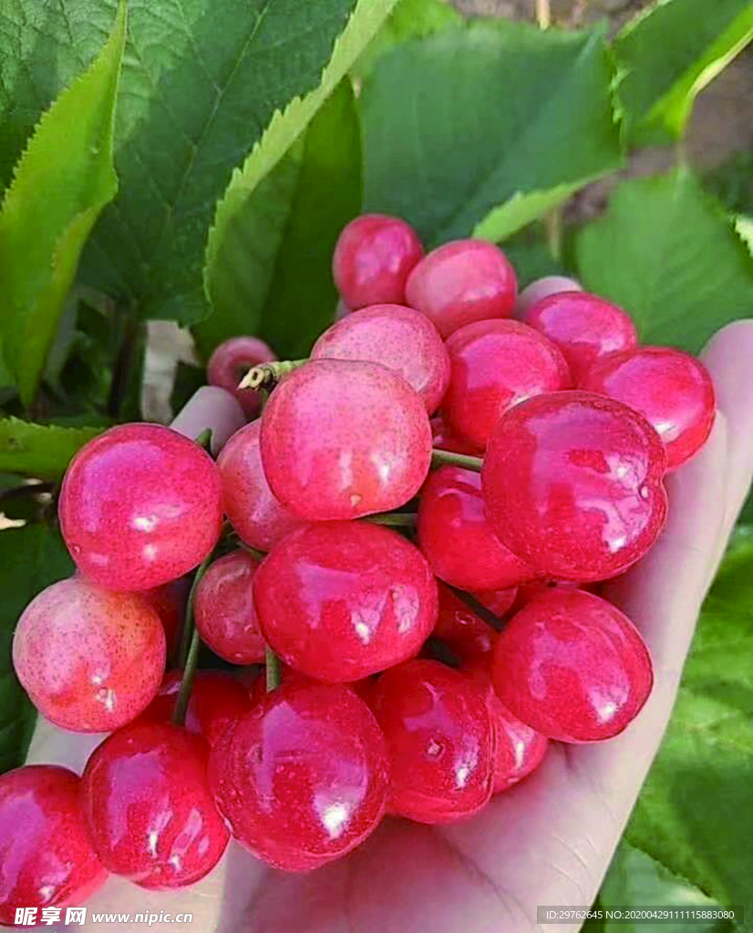 樱桃