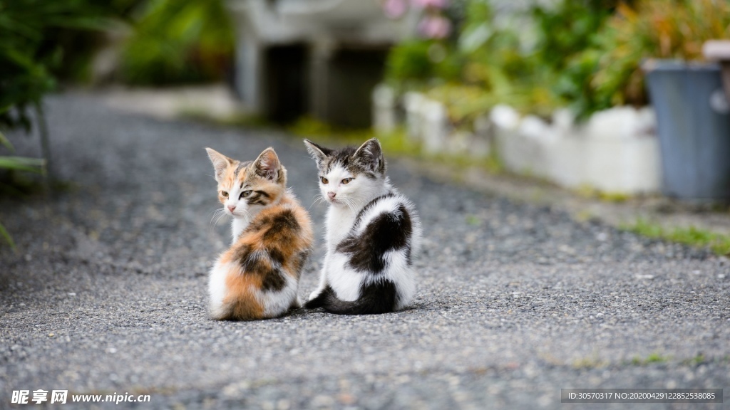 猫咪
