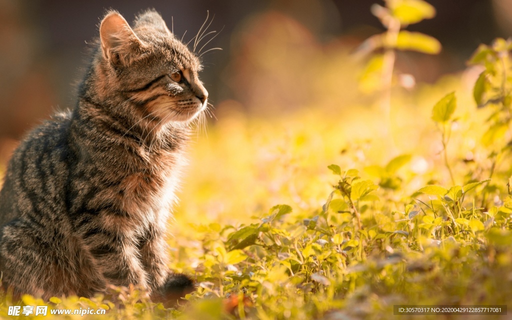 猫咪